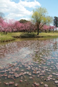 Momo Matsuri, Koga Park